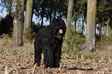 BOUVIER DES FLANDRES 304
